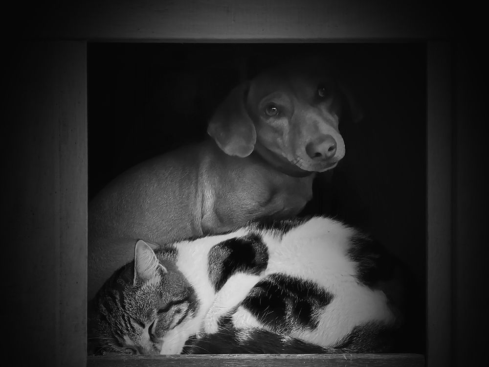 Толерантность ?