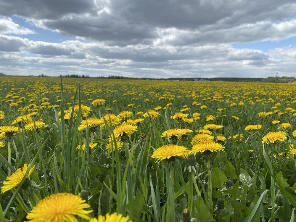 Деревенский луг