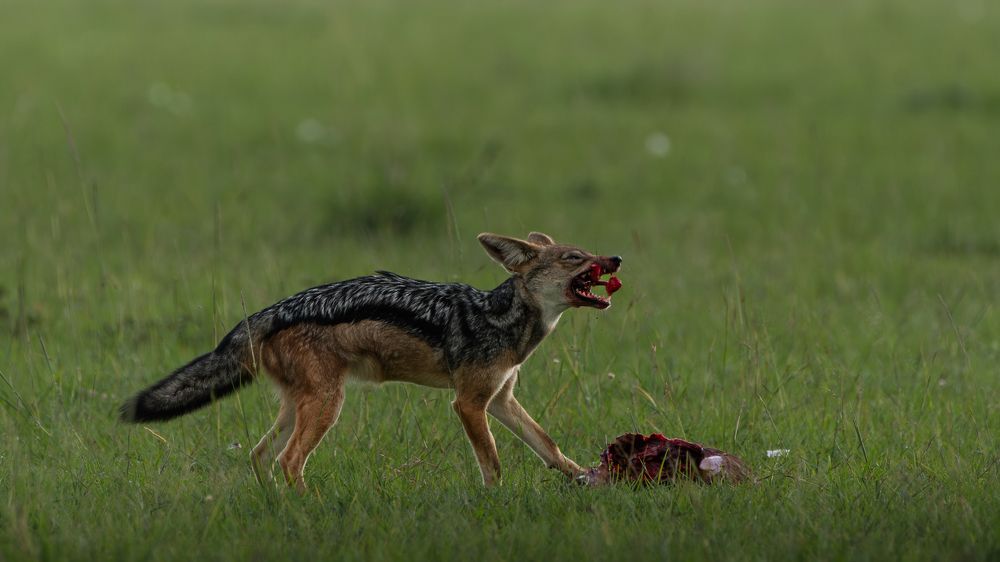 Photograph by Madhu Mohan C