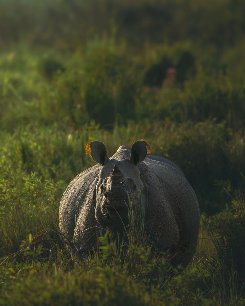 Shadow of golden light