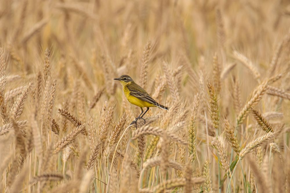 Жизнь на колоске // Life on a spikelet.
