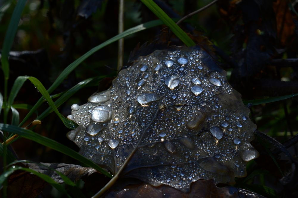 Photograph by Ирина Киевская