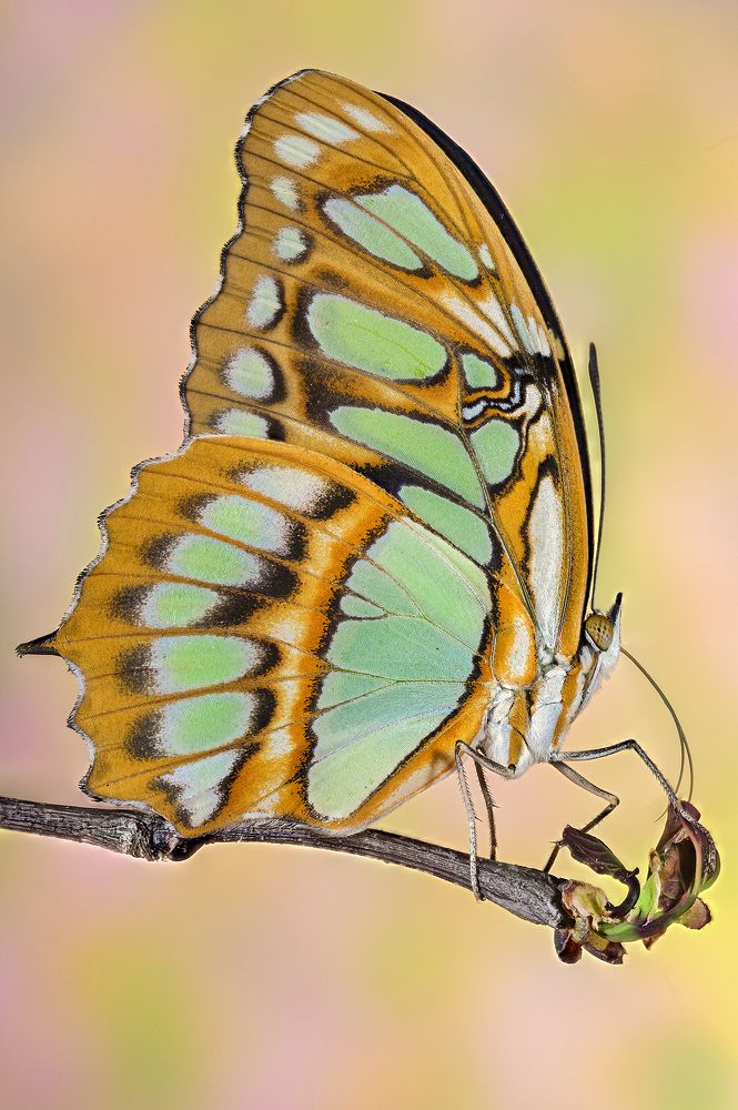 Photograph by Enrico Luzi