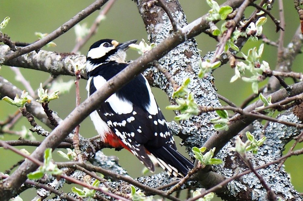 Яблоня в лесу.