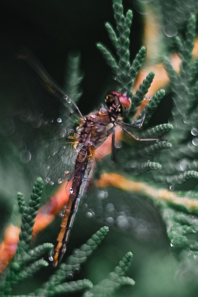 Фотография автора Воробьёва Анна