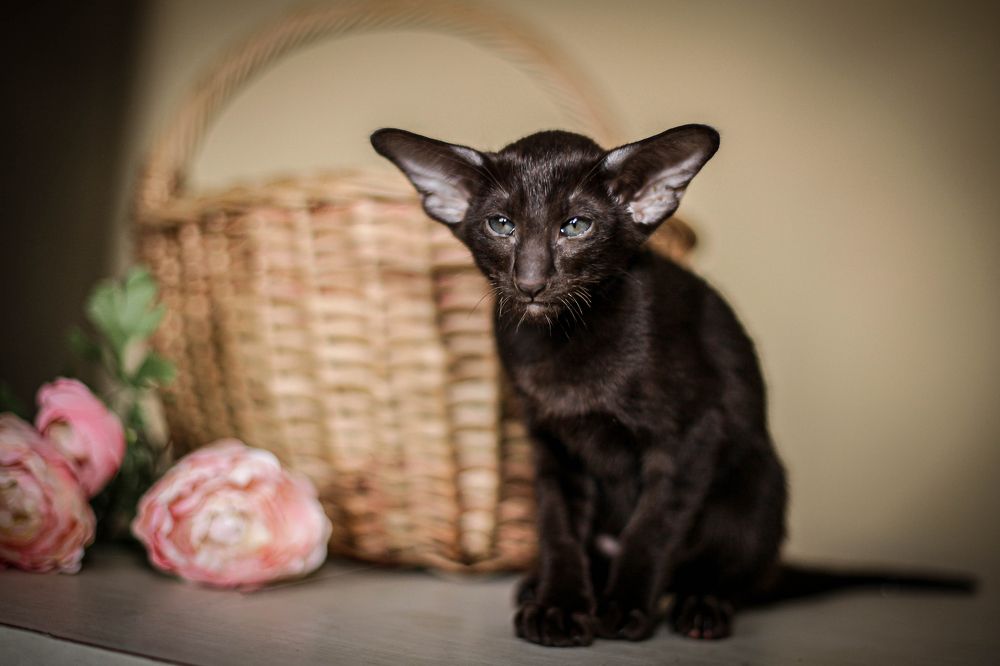 Photograph by Зоя Коробенко