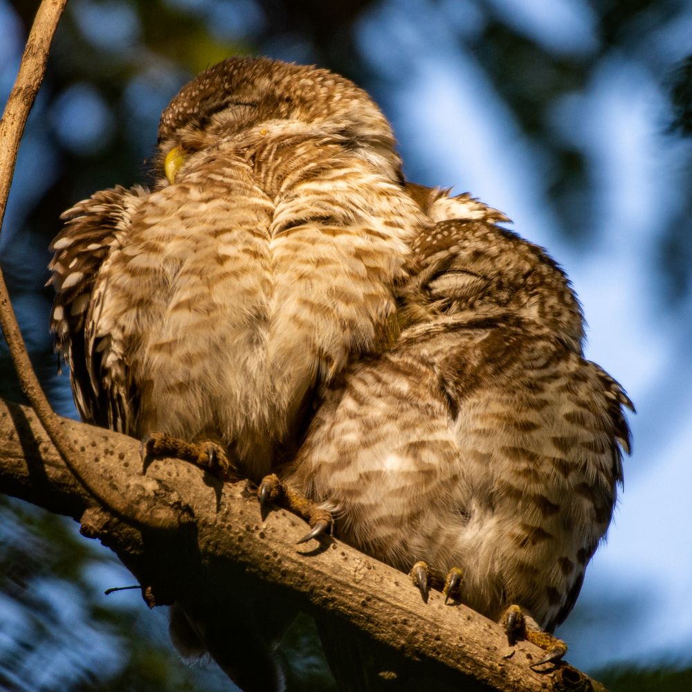 Photograph by Soumya Chandan Panda