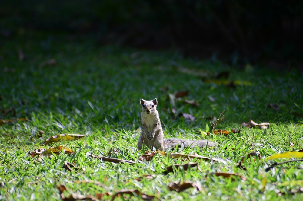 Miniature version of Kangaroo