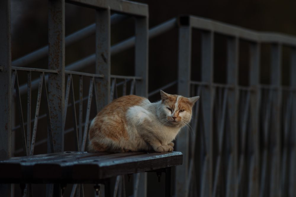 Фотография автора Алёна Подгорная