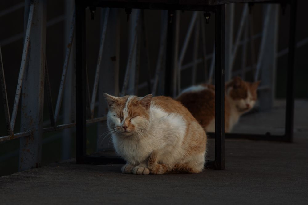 Фотография автора Алёна Подгорная