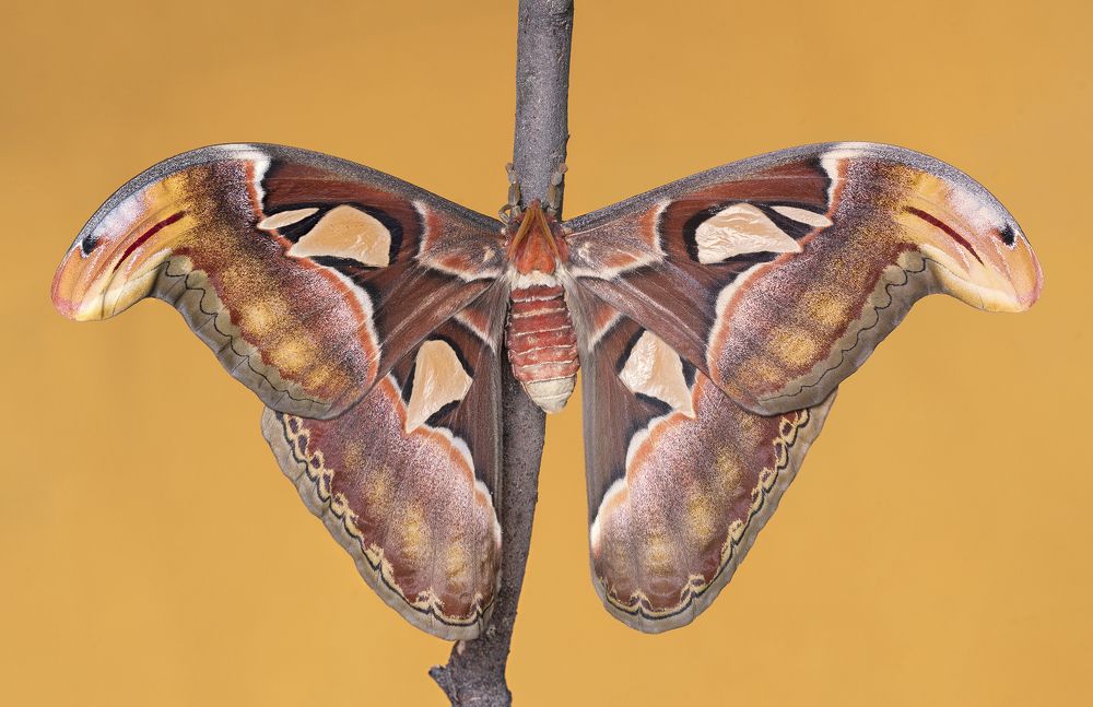 Photograph by Enrico Luzi