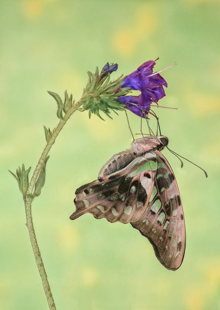 Photograph by Enrico Luzi