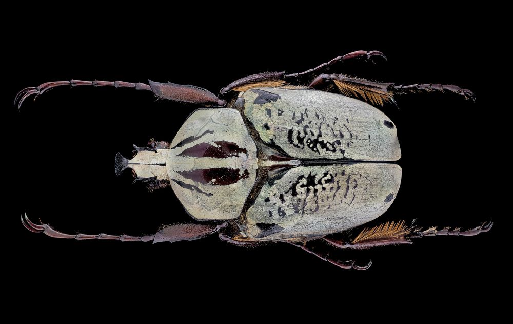 Photograph by Enrico Luzi