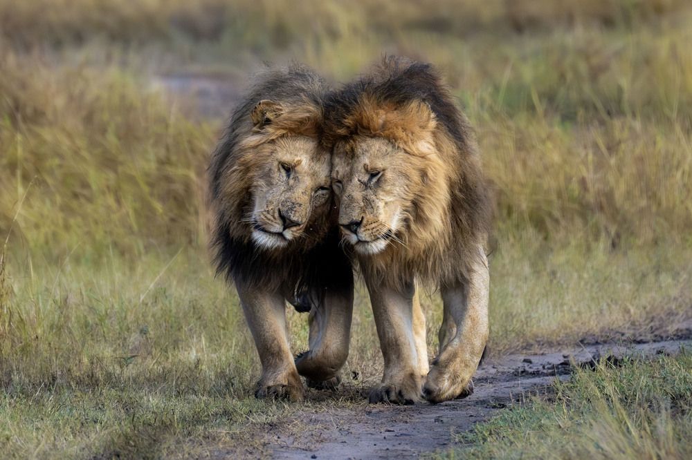 The Bond of Brotherhood