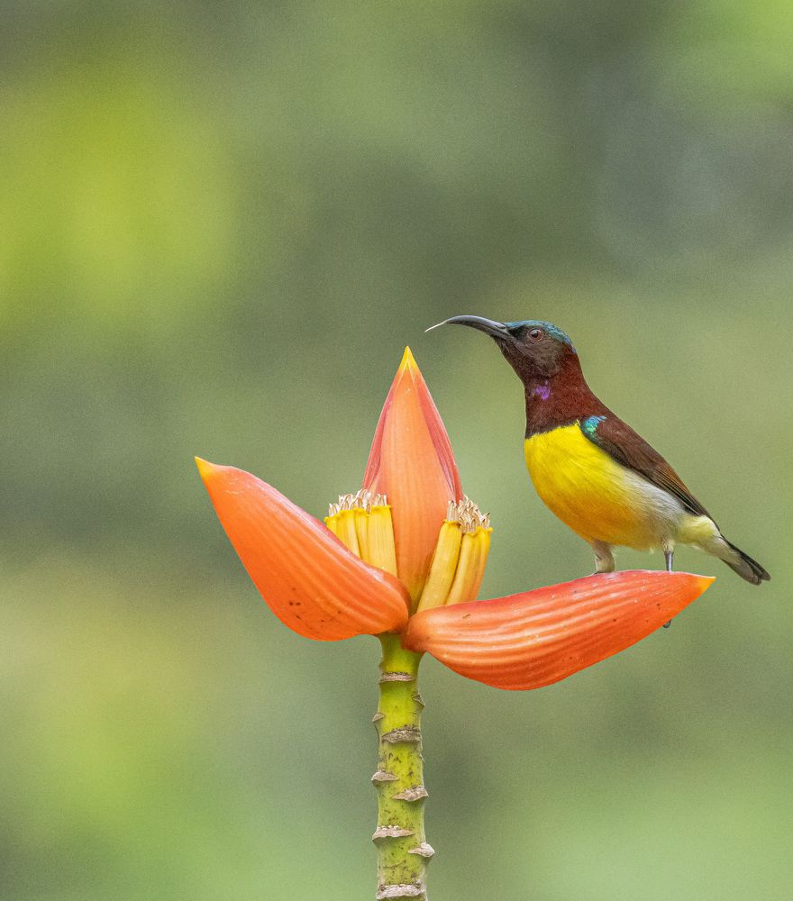 Photograph by SOUVIK KUNDU