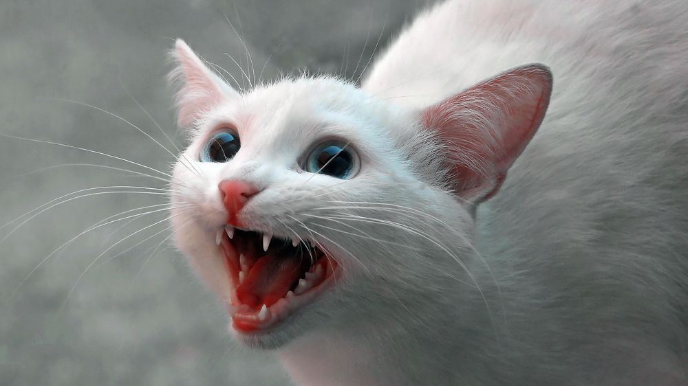 Photograph by Кошелев Koshelev