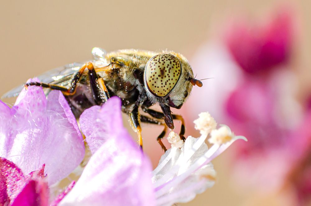 Photograph by Sahar Jafari