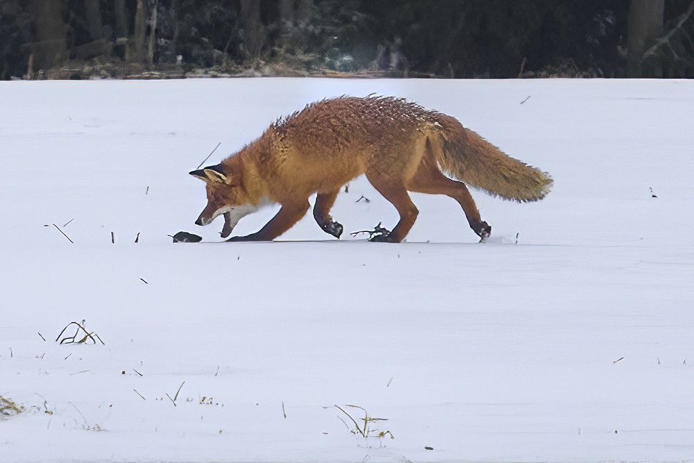 Photograph by Puum Mati