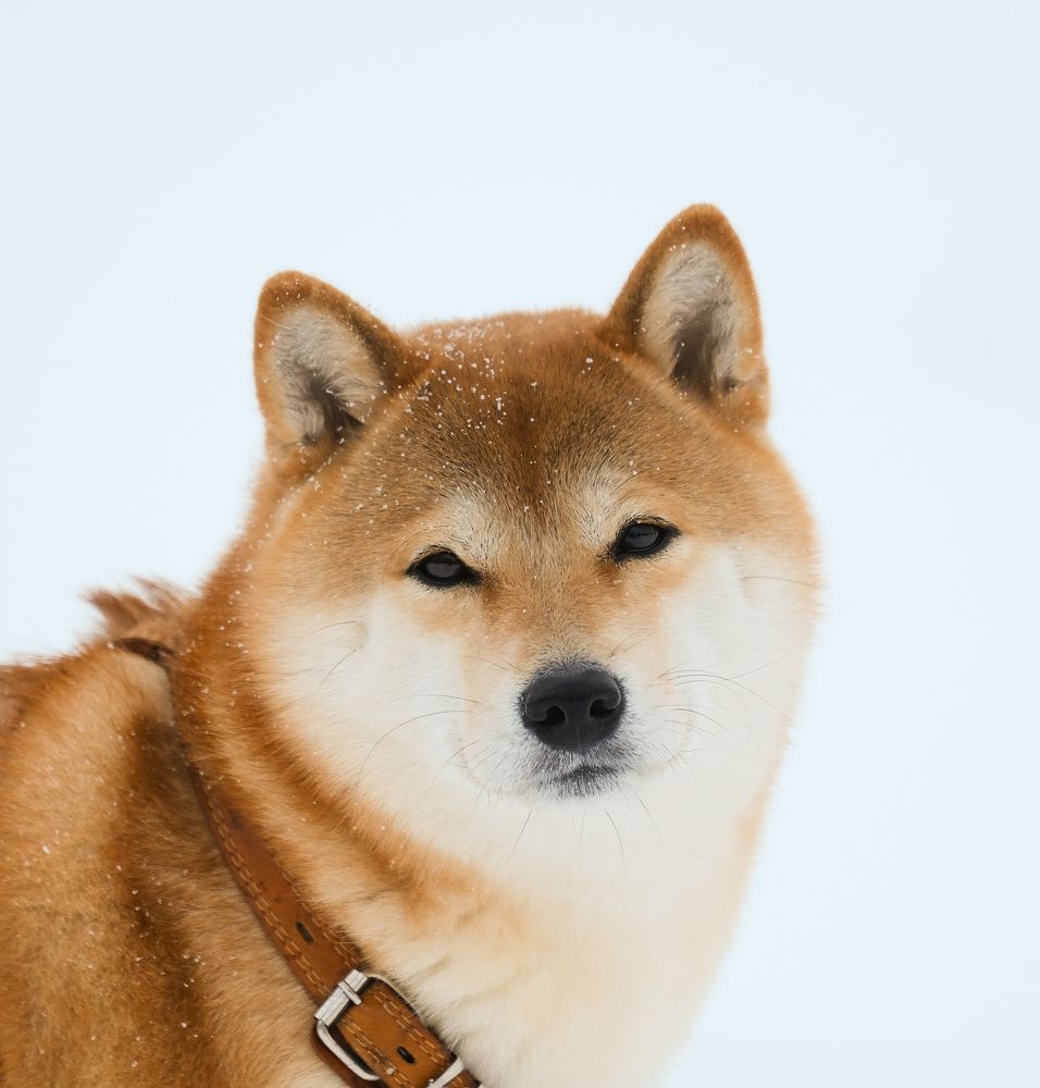 Фотография автора Александр Высоцкий