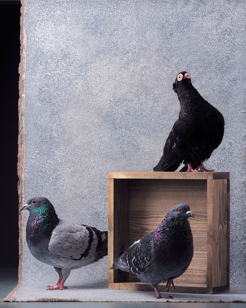 Photograph by Евгений Студитский