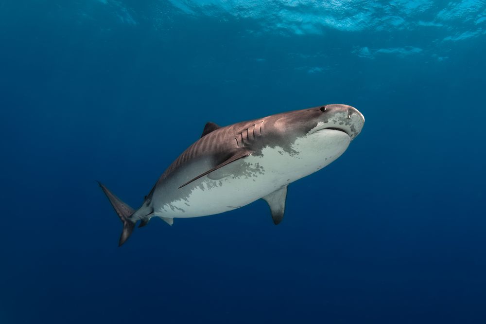 Photograph by Carlos Eduardo Barreto Pinheiro