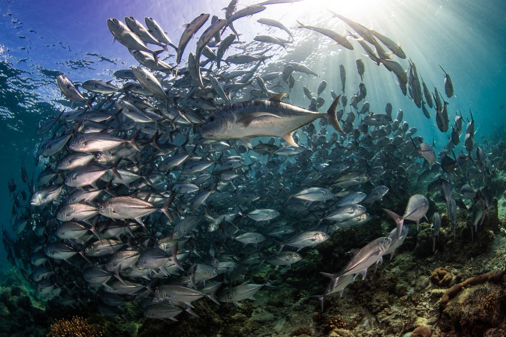 Photograph by Carlos Eduardo Barreto Pinheiro