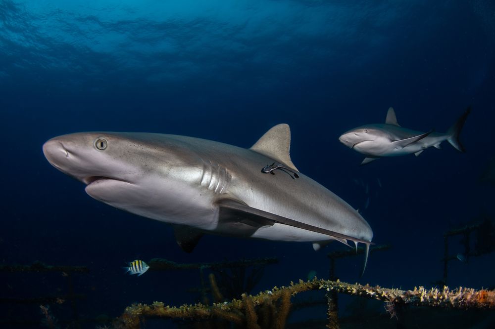 Photograph by Carlos Eduardo Barreto Pinheiro