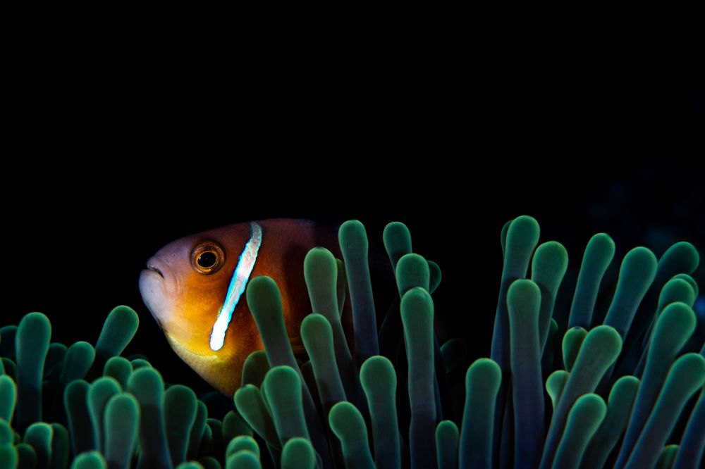 Photograph by Carlos Eduardo Barreto Pinheiro