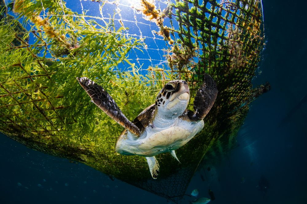 Photograph by Carlos Eduardo Barreto Pinheiro