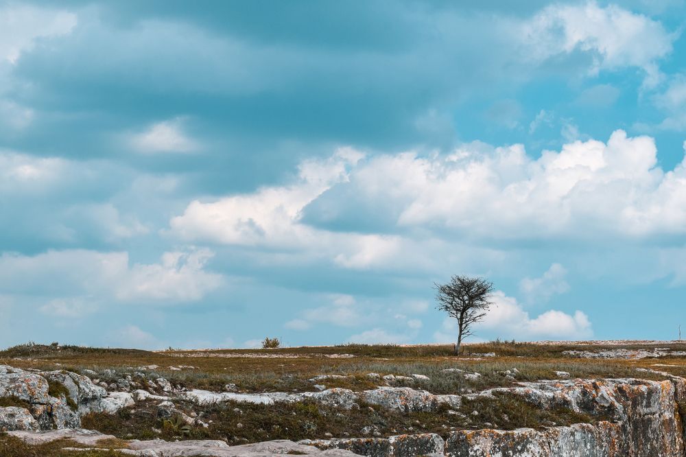 Дерево жизни