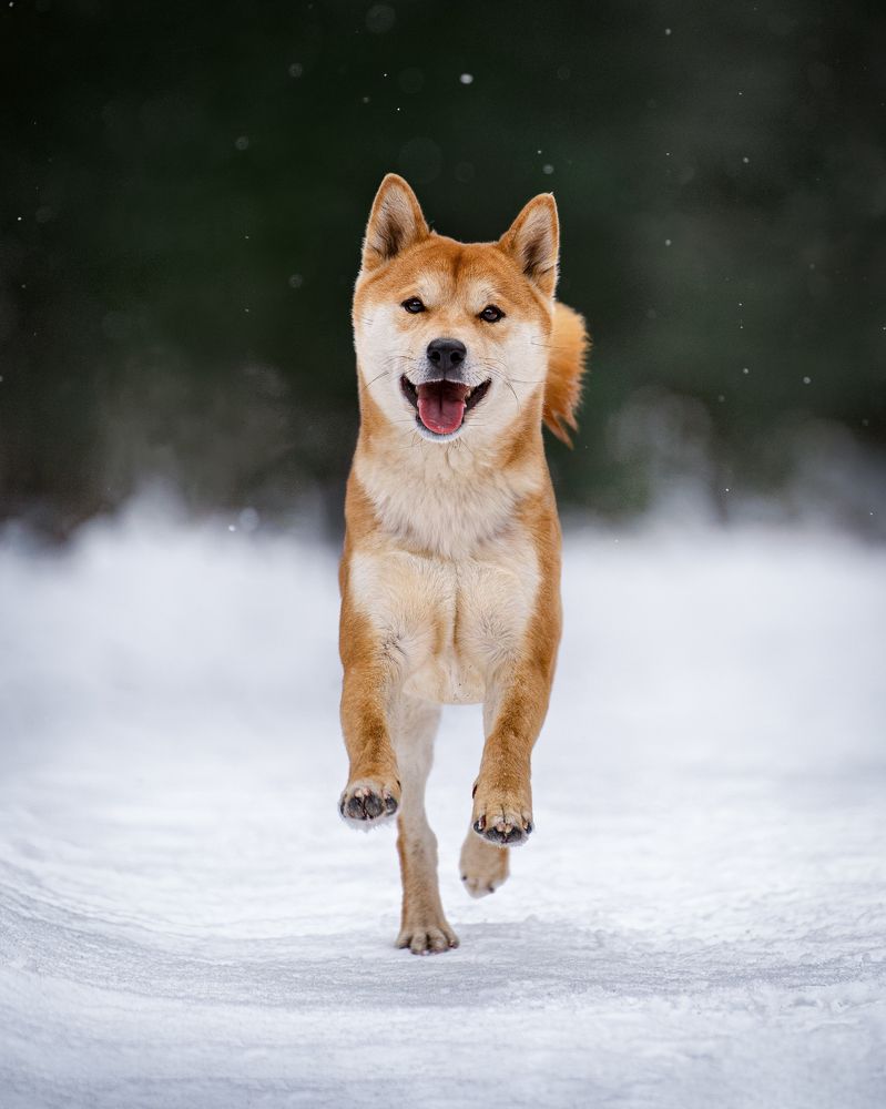 Фотография автора Krisztián Csalami