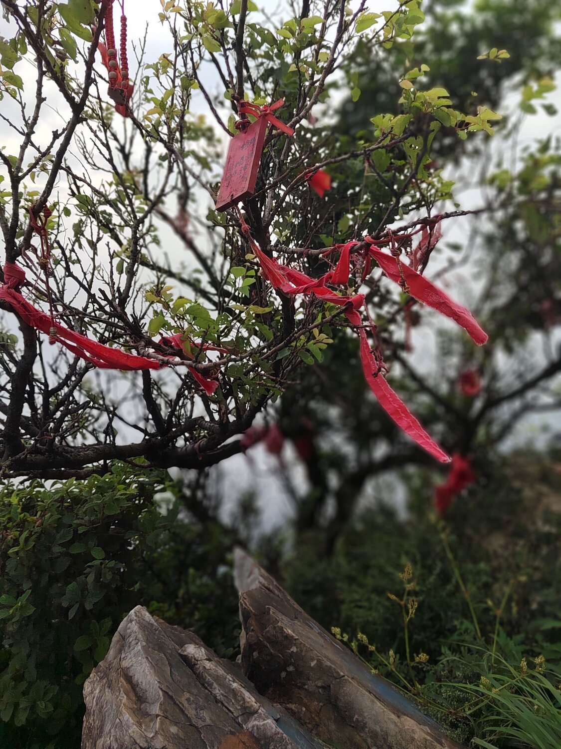 Photo #10291826