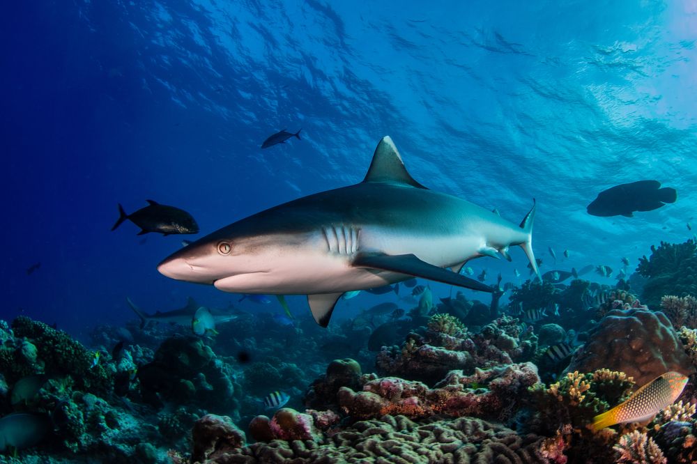 Silver tip shark