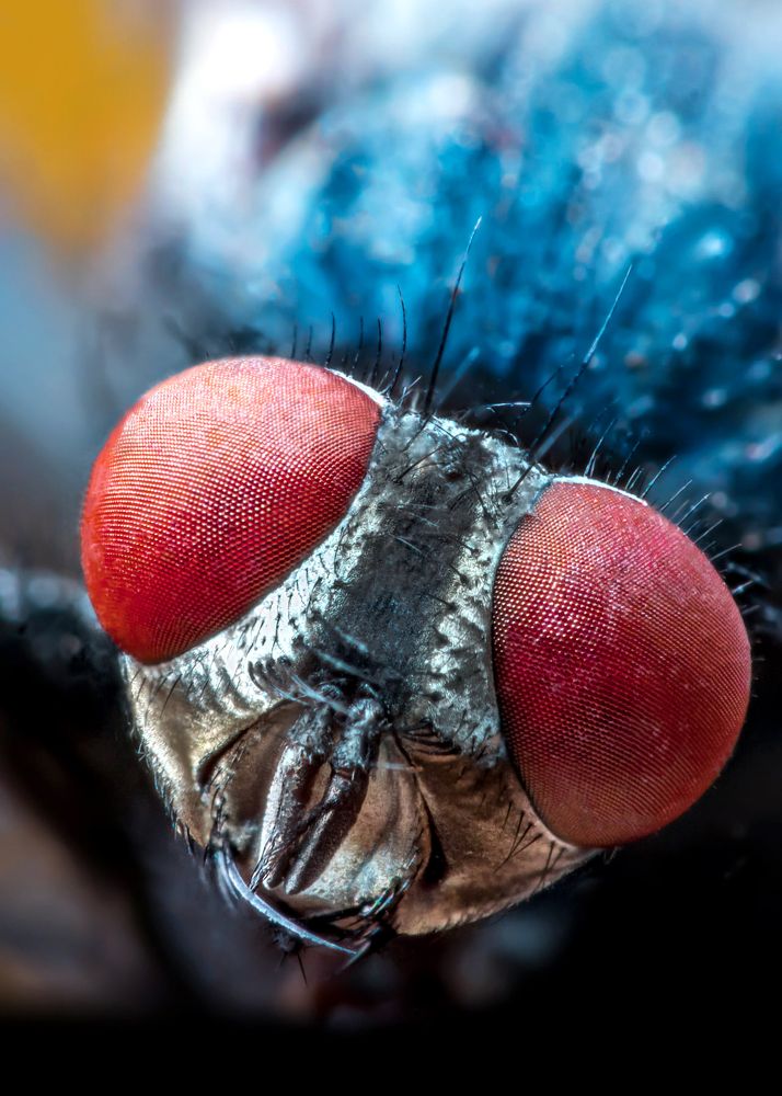 Photograph by Anas Shalash