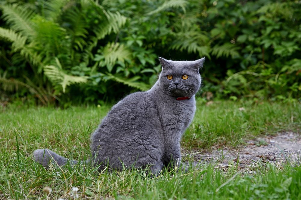 Фотография автора Сергей Барановский
