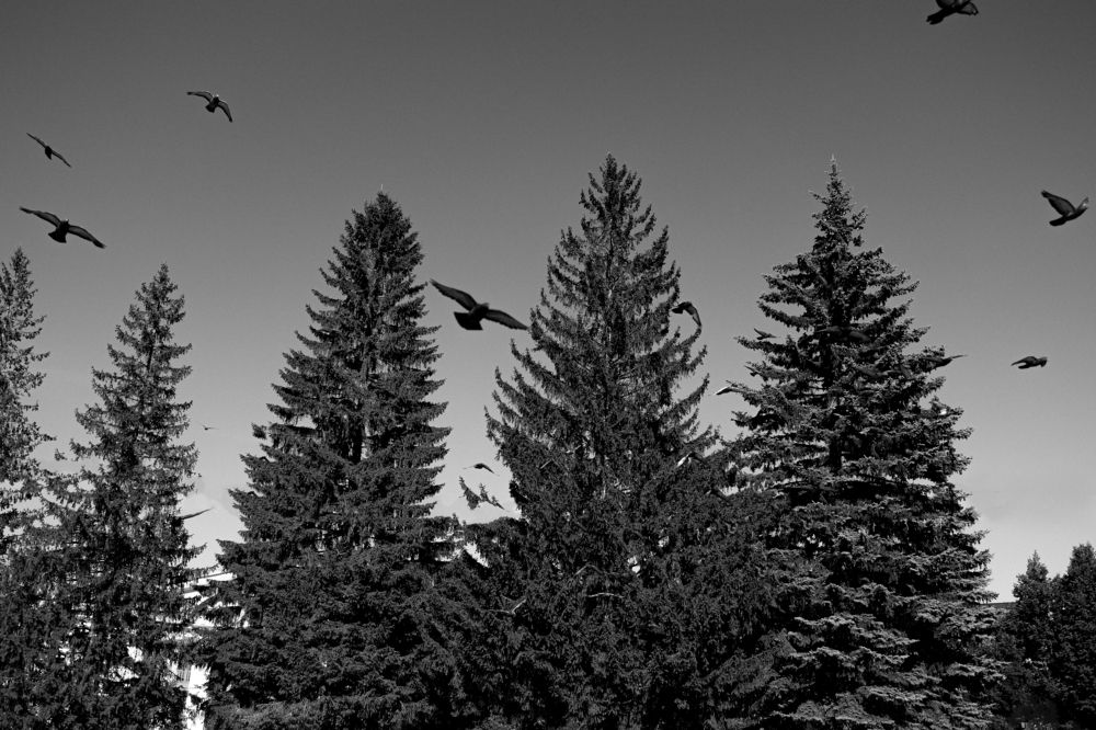 Photograph by Елена Светлакова