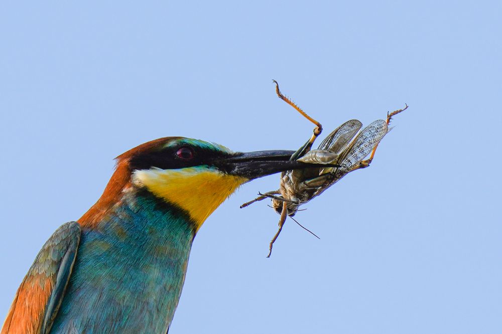 В траве сидел кузнечик...