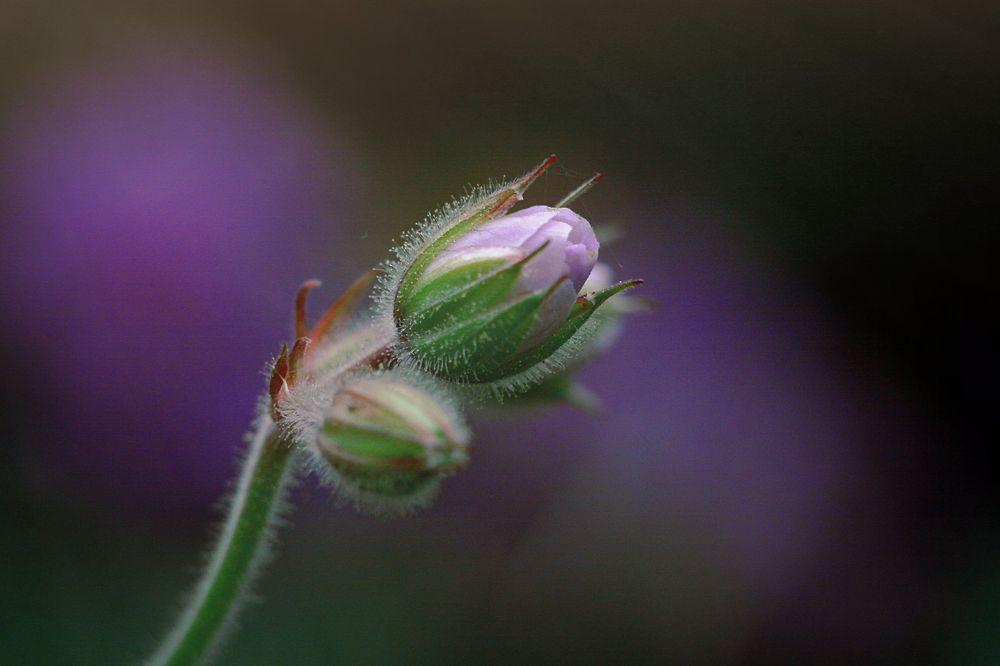 Photograph by Наталья Островцева