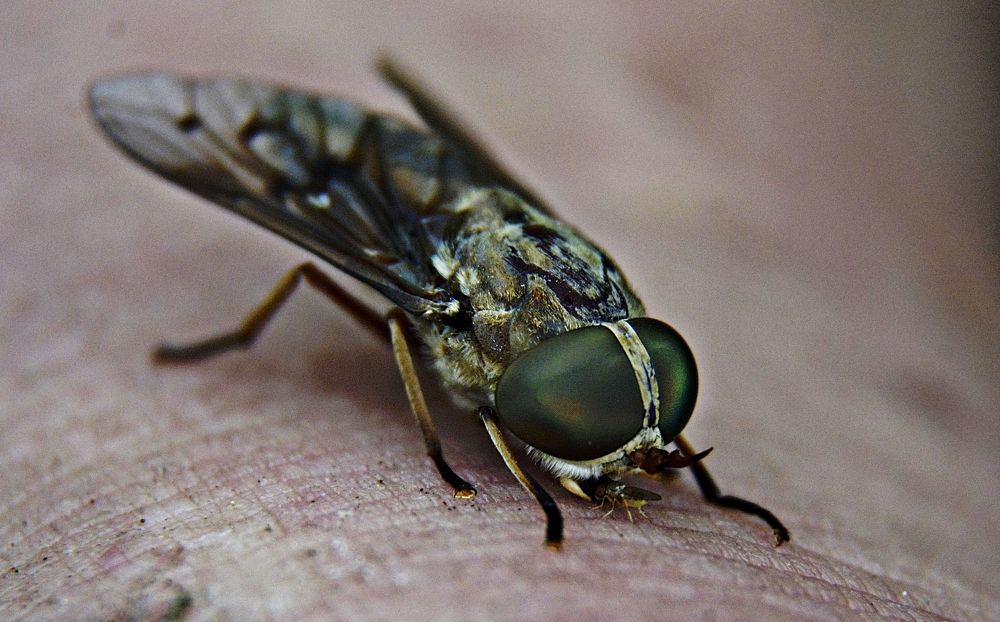 Photograph by FRANCISCO FERREIRA