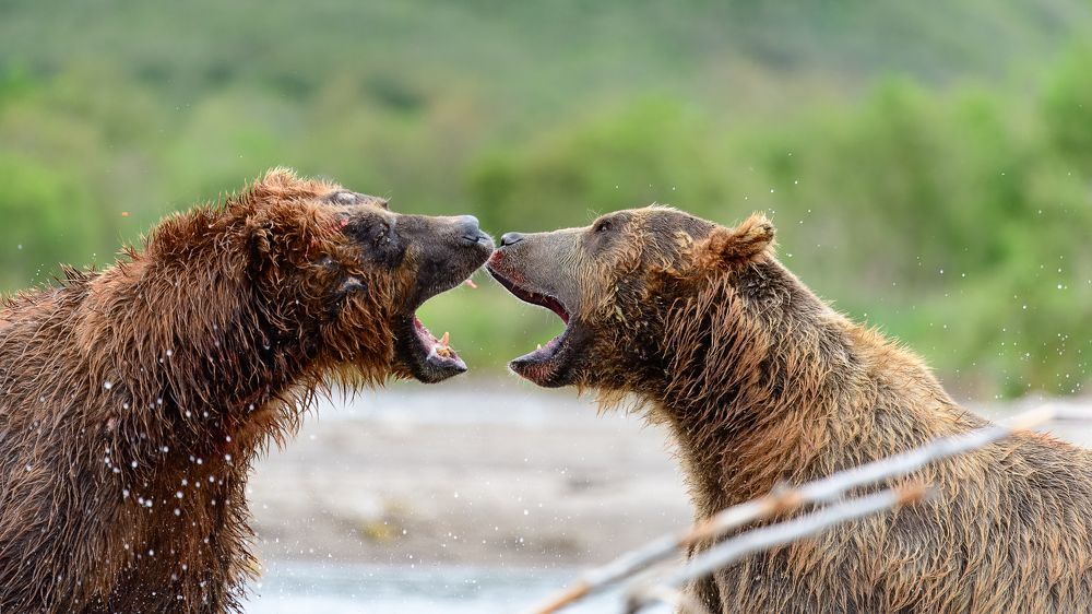 Фотография автора Somdutt Prasad