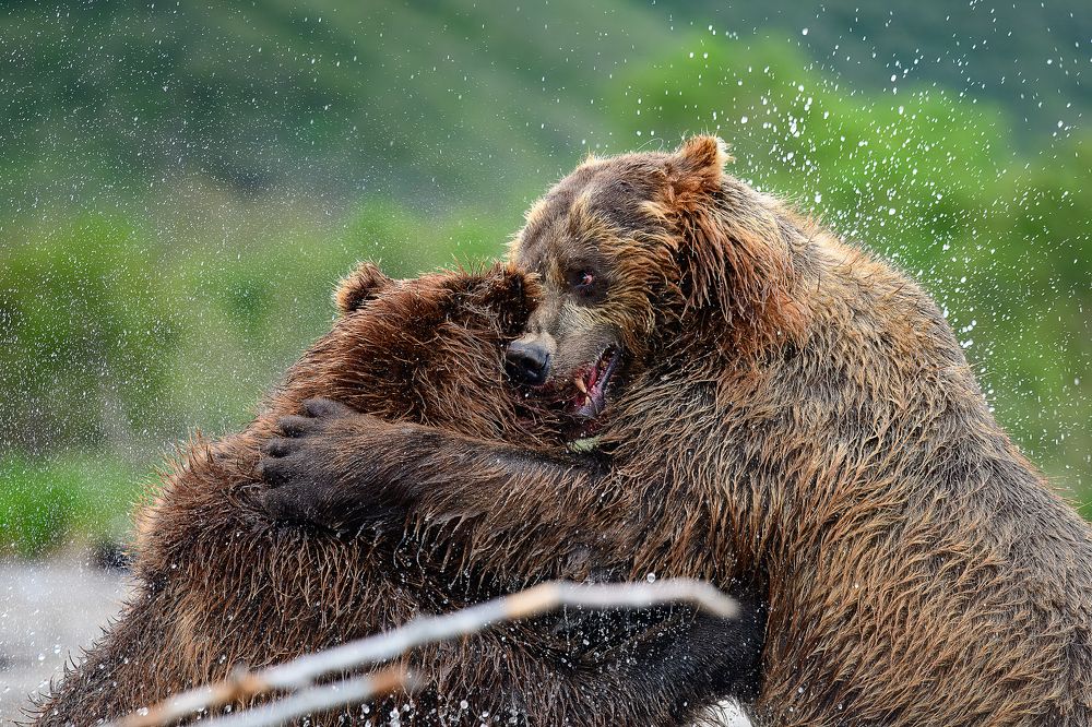 Фотография автора Somdutt Prasad