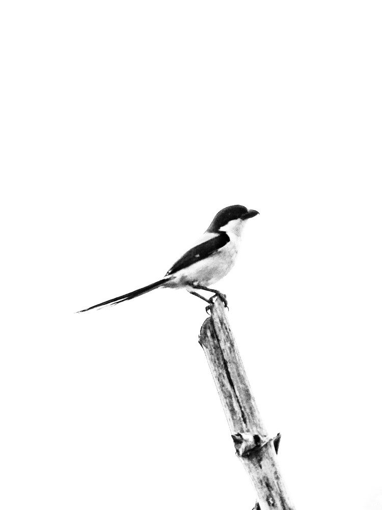 Photograph by Adam Caabay Terrado