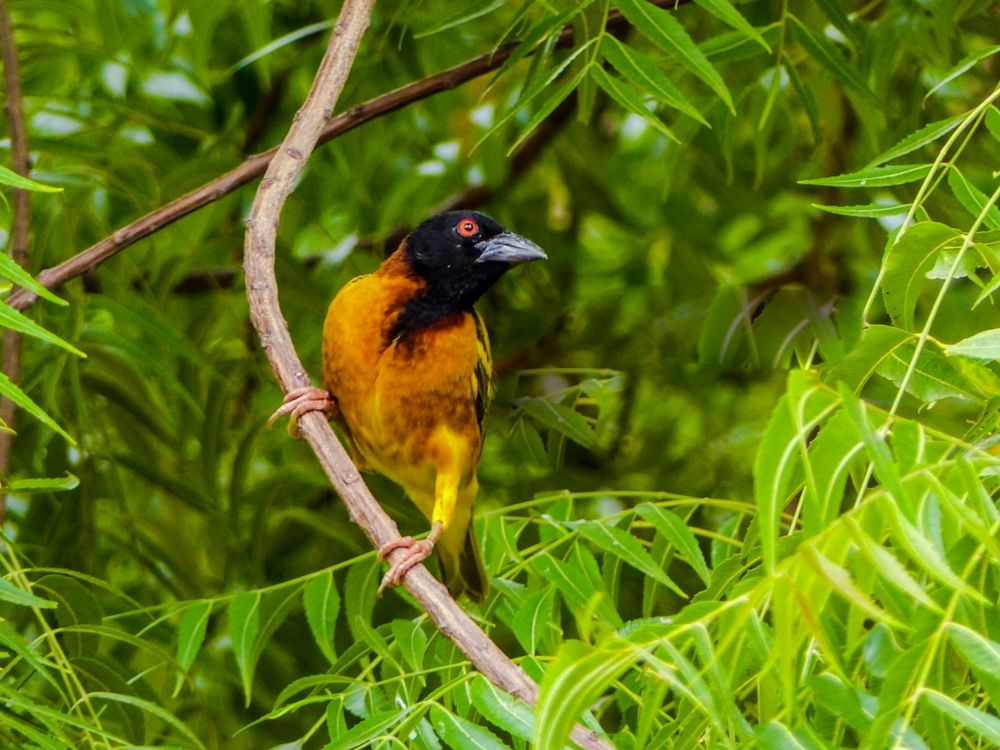 Photograph by kabirou mohamed