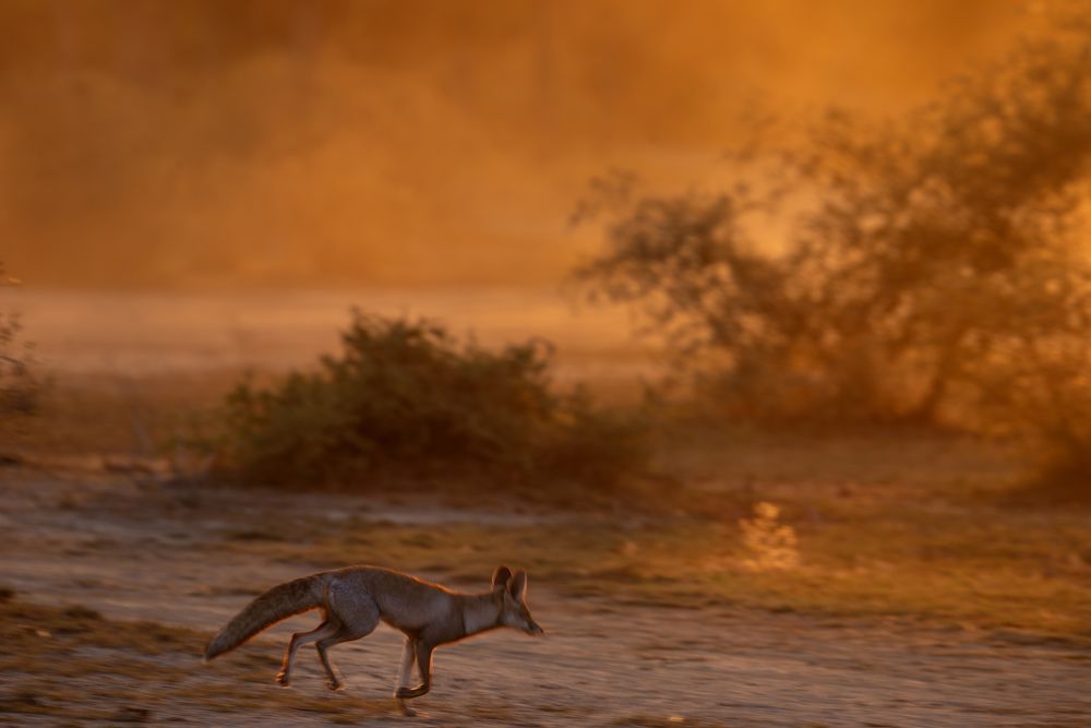 Desert Fox Panning