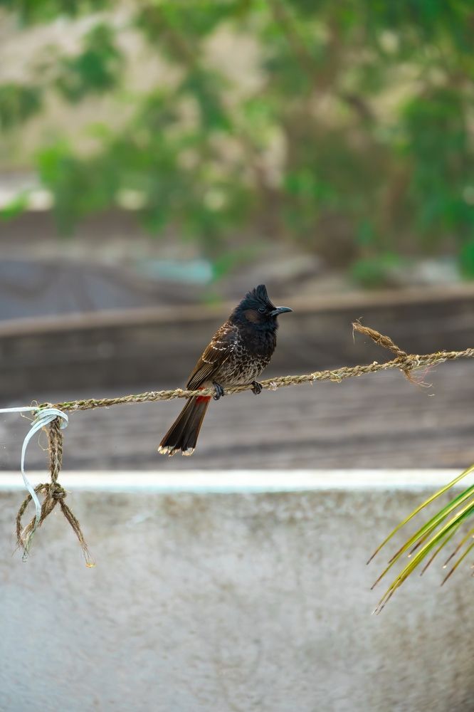 Photograph by Sayan Saha