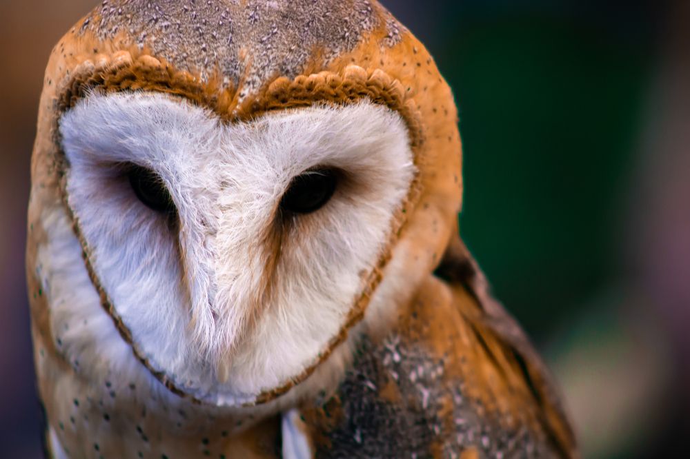 Photograph by Ignacio Ramos