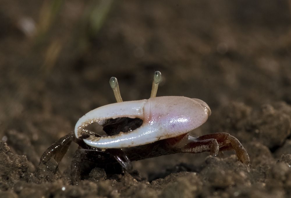 Fiddler crab male