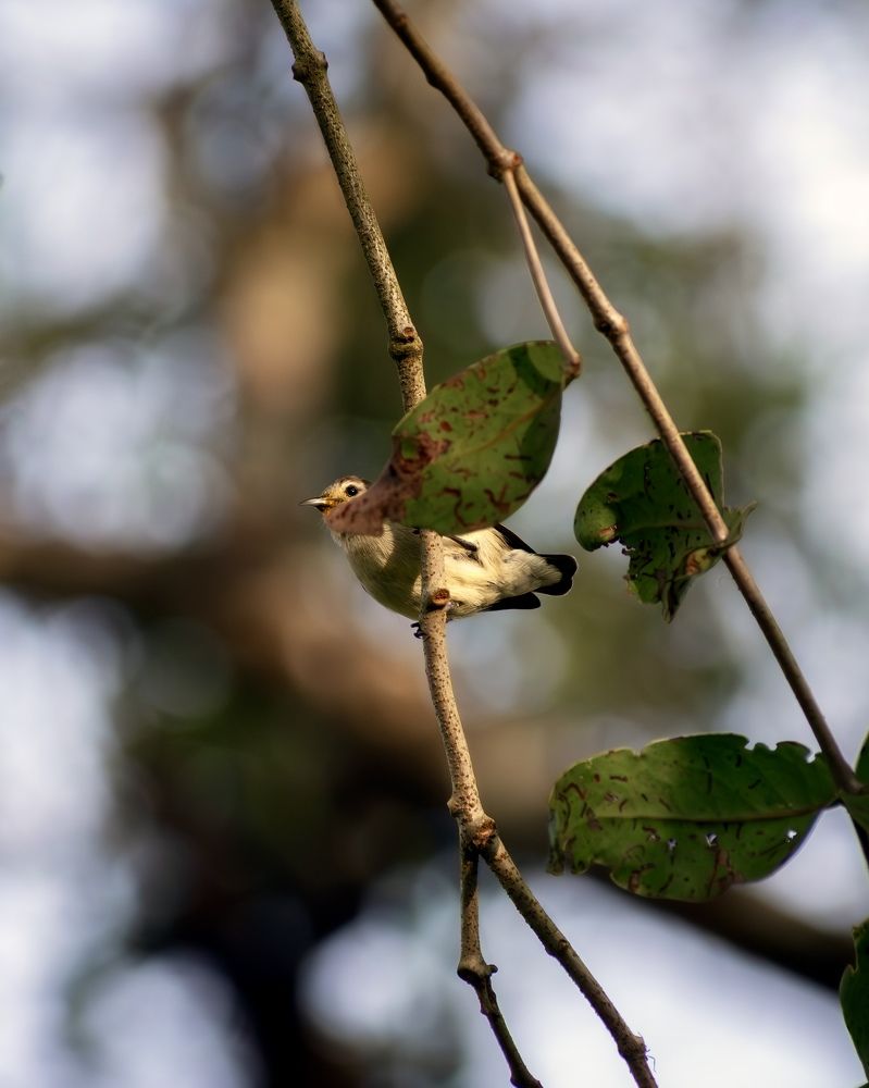 Photograph by Linkanathan M