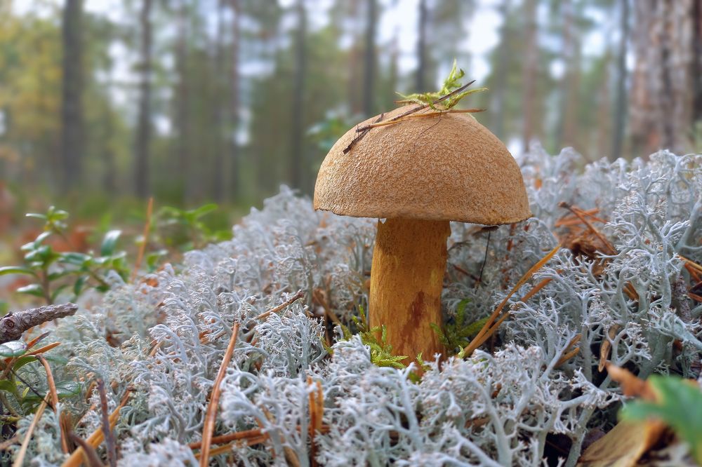 FOREST FRIEND ON THE WAY