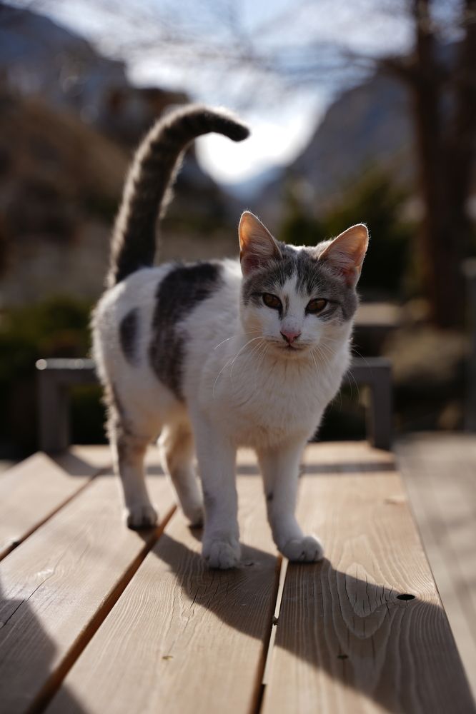 Photograph by Шеин а а